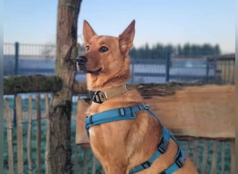 Raya - hat Potential zur Hundesportlerin
