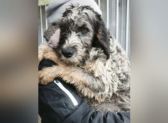 Finn - ist verspielt&voller Energie