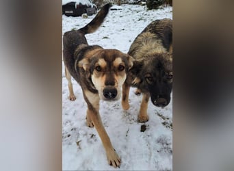 Yuki - ein sanfter Teddybär