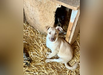 Joey - aus Mangalia