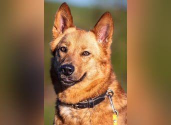 Raya - hat Potential zur Hundesportlerin