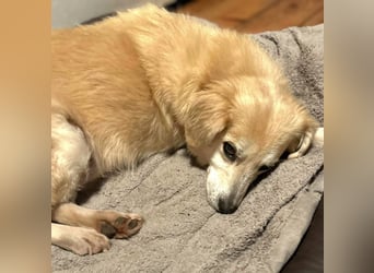 Wurstl - ist sehr zutraulich