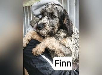Finn - ist verspielt&voller Energie