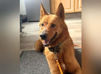 Raya - hat Potential zur Hundesportlerin