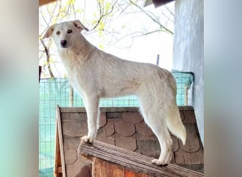 Maribel - aus Mangalia