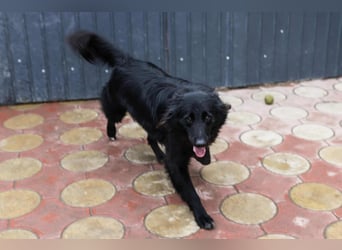 Batman - ist ein lebensfroher Hund