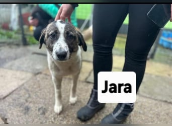 Jara - aus Mangalia