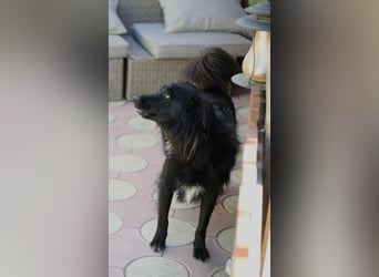 Batman - ist ein lebensfroher Hund