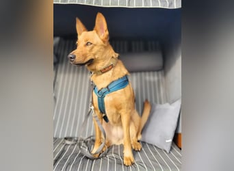 Raya - hat Potential zur Hundesportlerin
