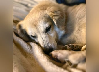 Wurstl - ist sehr zutraulich