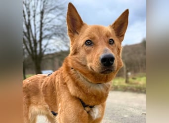 Raya - hat Potential zur Hundesportlerin