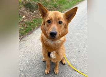 Raya - hat Potential zur Hundesportlerin