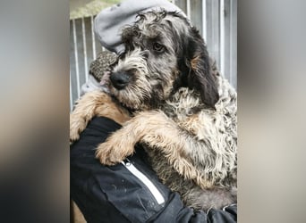 Finn - ist verspielt&voller Energie