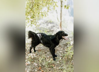 Batman - ist ein lebensfroher Hund