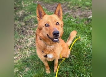 Raya - hat Potential zur Hundesportlerin