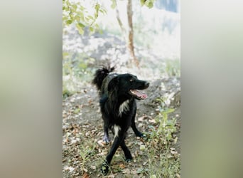 Batman - ist ein lebensfroher Hund