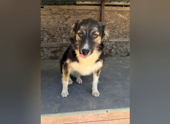 Esme - aus Sascut
