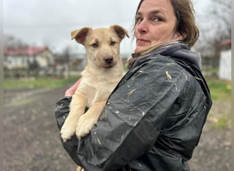 Joey - aus Mangalia