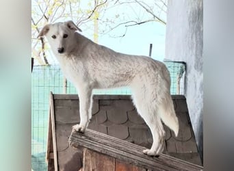 Maribel - aus Mangalia