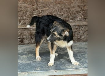 Esme - aus Sascut