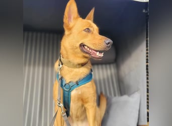 Raya - hat Potential zur Hundesportlerin