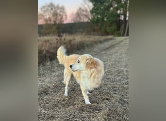 Wurstl - ist sehr zutraulich