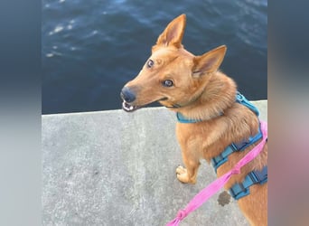 Raya - hat Potential zur Hundesportlerin