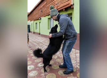 Batman - ist ein lebensfroher Hund