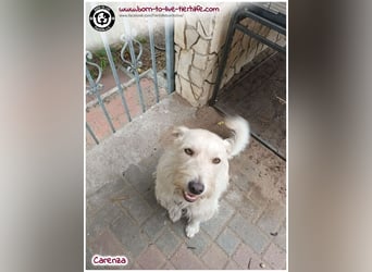 Hübsche Carenza auf der Suche nach einem liebevollen Zuhause