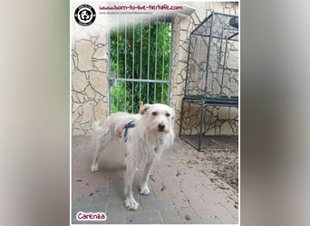 Hübsche Carenza auf der Suche nach einem liebevollen Zuhause