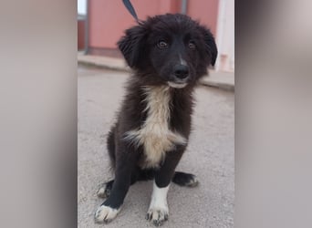 Sugar Welpe kraotischer Schäferhund Mischling Hündin Junghund sucht Zuhause oder Pflegstelle