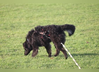 Vigo Welpe kroatischer Schäferhund Mischling Rüde Junghund sucht Zuhause für immer