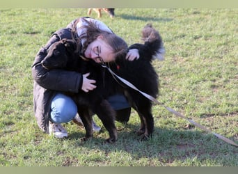 Vigo Welpe kroatischer Schäferhund Mischling Rüde Junghund sucht Zuhause für immer