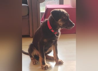 Turbo süßer Welpe Schäferhund Mischling Rüde Junghund sucht Zuhause für immer