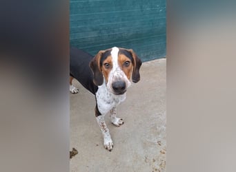 Beetlejuice Posavski Gonic Mischling Rüde Jagdhund sucht Zuhause oder Pflegestelle