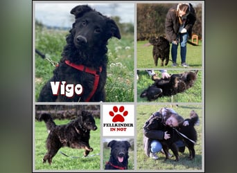 Vigo Welpe kroatischer Schäferhund Mischling Rüde Junghund sucht Zuhause für immer