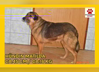 Matilda Schäferhund Mischlingshündin Mischling Hündin Senior sucht Zuhause oder Pflegestelle