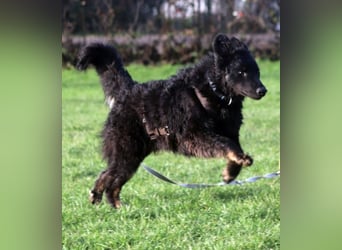 Vigo Welpe kroatischer Schäferhund Mischling Rüde Junghund sucht Zuhause für immer