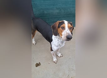 Beetlejuice Posavski Gonic Mischling Rüde Jagdhund sucht Zuhause oder Pflegestelle