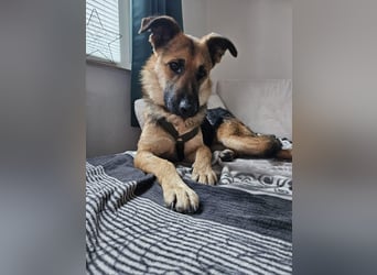 Milli Schäferhund Mischling Hündin sucht Zuhause für immer