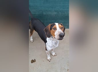 Beetlejuice Posavski Gonic Mischling Rüde Jagdhund sucht Zuhause oder Pflegestelle