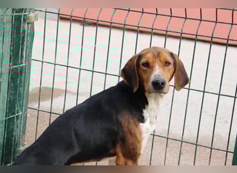 Dan Posavski Gonic Mischling Rüde sucht Zuhause oder Pflegestelle