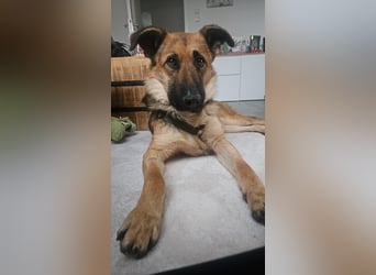 Milli Schäferhund Mischling Hündin sucht Zuhause für immer