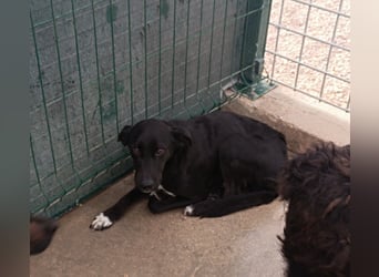 Neno Mischlingsrüde Mischling Rüde sucht Zuhause oder Pflegestelle