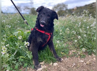 Vigo Welpe kroatischer Schäferhund Mischling Rüde Junghund sucht Zuhause für immer