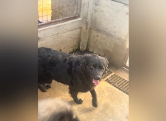 Yoru Traumhund lieber kroatischer Schäferhund Mischling Rüde sucht Zuhause oder Pflegestelle