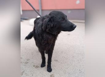 Nick kroatischer Schäferhund Mischling Rüde Junghund sucht Zuhause oder Pflegestelle