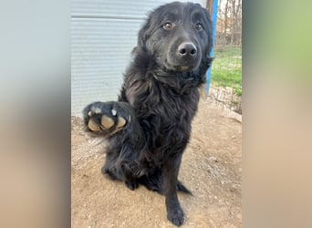 Nick / Niko kroatischer Schäferhund Mischling Rüde Junghund sucht Zuhause für immer