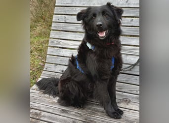 Nick / Niko kroatischer Schäferhund Mischling Rüde Junghund sucht Zuhause für immer