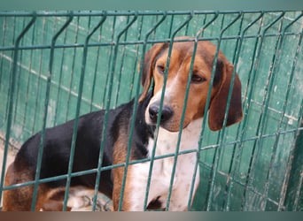 Dan Posavski Gonic Mischling Rüde sucht Zuhause oder Pflegestelle